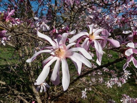 Pink Star Shaped Flowers Of Blooming Star Magnolia Magnolia Stellata