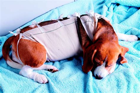 How Long is the Recovery Time? - TuftsYourDog