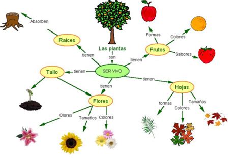 Cuadros Sinópticos Sobre Las Plantas Clasificación Y Tipos Cuadro Comparativo