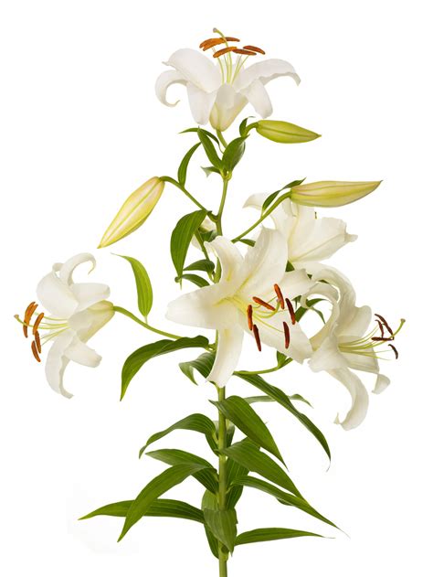 Easter Lily - Bloomscape