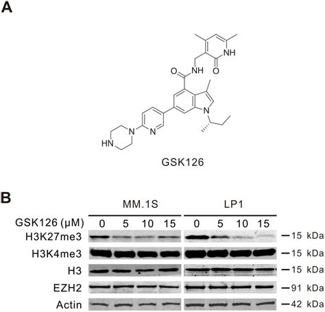 Gsk126 Inhibits Cellular Ezh2 Methyltransferase Activity In Multiple