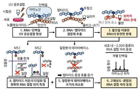 기초과학연구원 세포 속 Rna와 단백질이 결합하는 자리 찾는 기술 개발 연합뉴스