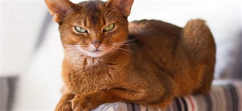 10 Cat Breeds With Big Ears Foreblog