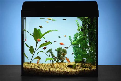 Top 8 Best Rimless Aquarium (2024 Complete Buyer's Guide)