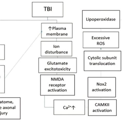 Pathophysiology Of Traumatic Brain Injury Tbi Traumatic Brain Injury