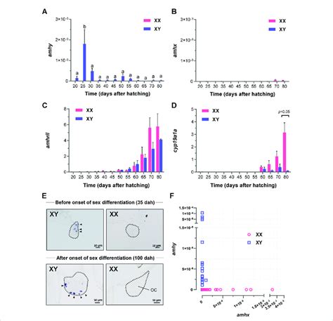 Expression Analysis Of Amhy Amhx Amhrii And Cyp19a1a Mrna During Sex