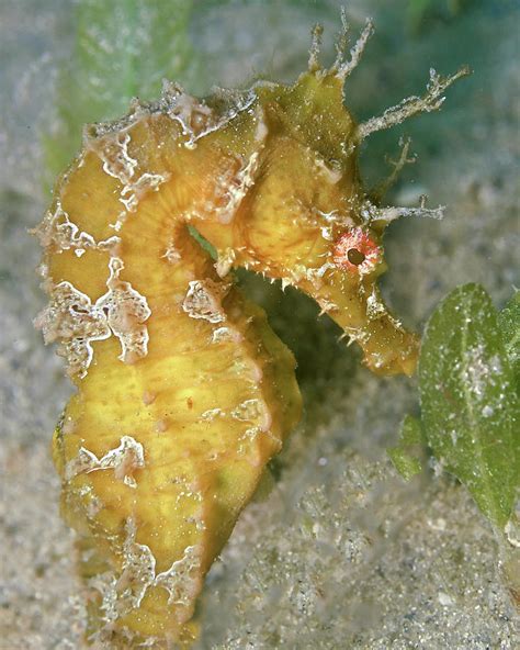 Lined Seahorse