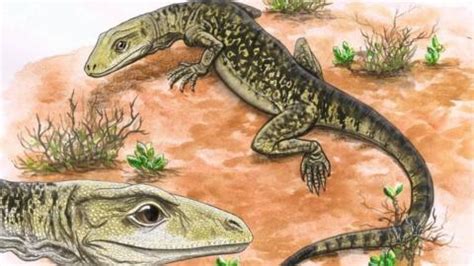 World's oldest preserved brain found in prehistoric fish fossil - BBC News