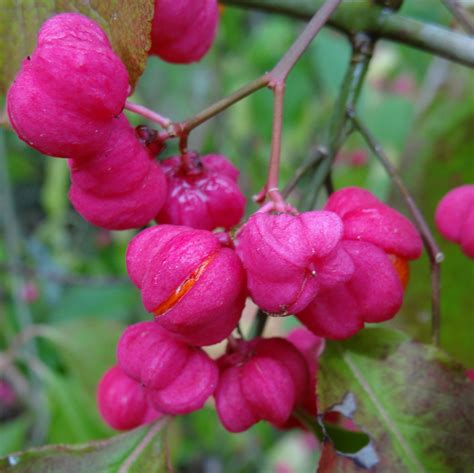 Euonymus Alatus 3 Litre £2700 By Plants2gardens