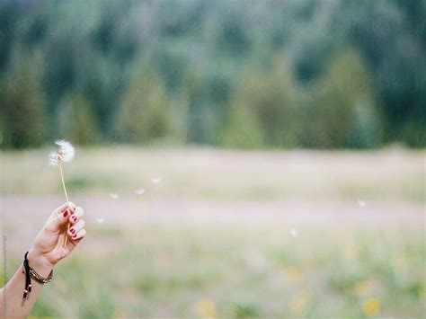 "Blowing A Dandelion" by Stocksy Contributor "Daniel Kim Photography ...