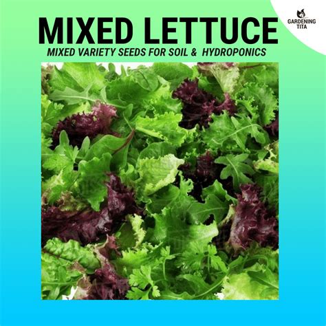 Mixed Variety 4 in 1 Lettuce Seeds, Lettuce seeds for hydroponic (Loose ...