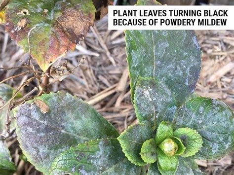 8 Causes Of Black Leaves On Plants And How To Fix World Of Garden