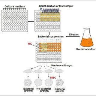 Microplate Image Where The Microdilution Method Is Applied The Red