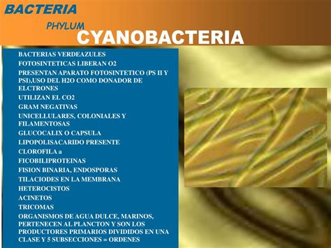 PPT Taxonomía bacteriana según el sistema de clasificación del manual