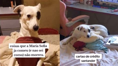 V Deo Tutora Mostra Petiscos Inusitados Que Sua Cachorra Come E Viraliza