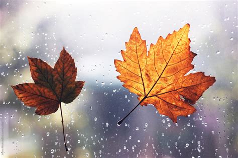 «Autumn Leaves With Rain Drops Attached On Window» del colaborador de ...