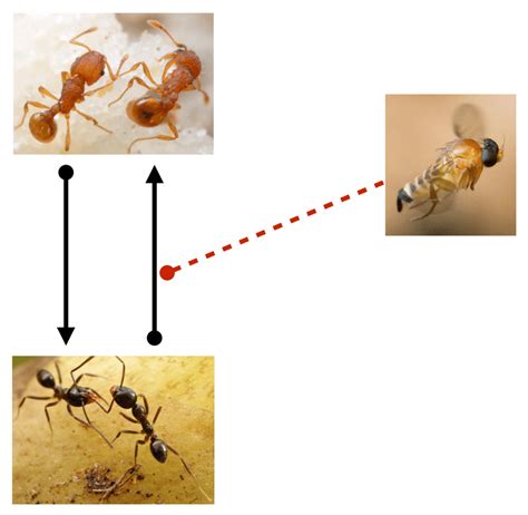 Diagram Indicating Direct Effects Black Solid Lines And Download