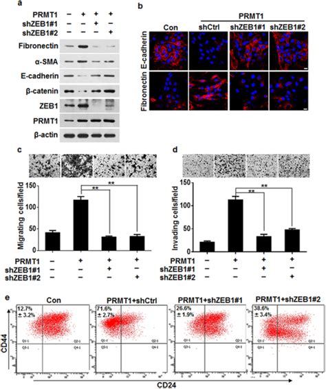 ZEB1 Was Essential For The PRMT1 Function In MCF10A Cells A