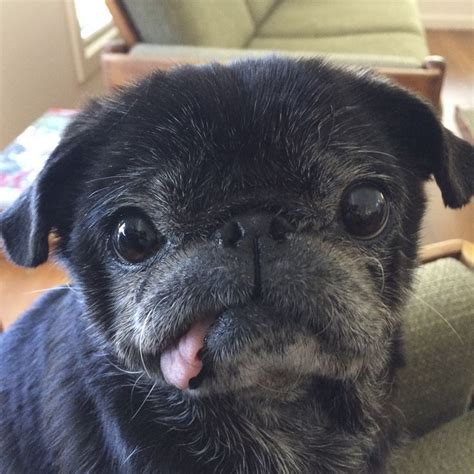 Cute Pug Dog With Tongue Hanging Out Baby Pugs Cute Pugs Cute Baby