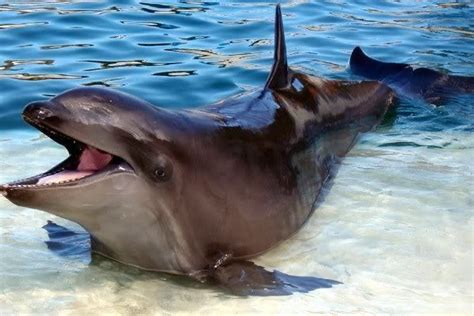 Wholphin - Alchetron, The Free Social Encyclopedia