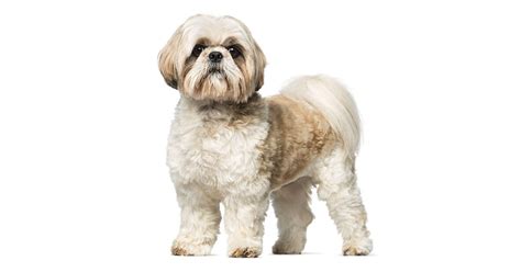 Shih Tzu Temperamento Prezzo E Carattere Di Questo Cane