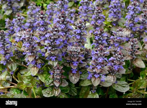 Ajuga Reptans ‘atropurpurea Hi Res Stock Photography And Images Alamy