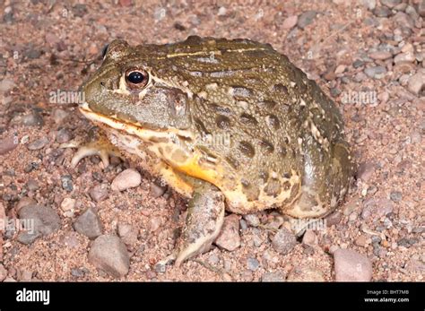 African Bullfrog Pyxicephalus Adspersus Aggressive Amphibian Native