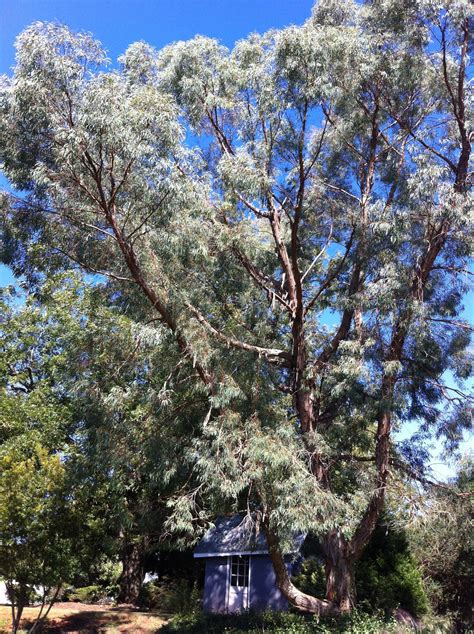 Eucalyptus Nicholii Angus Eucalyptus Tree Southerneucs