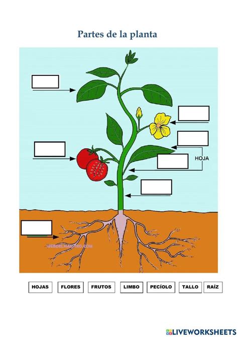 The Parts Of A Plant In Spanish With Pictures And Words On It As Well As Their Names