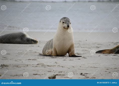 Australian Sea Lion in Its Natural Habitat Stock Image - Image of beach ...