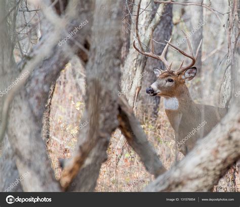 Whitetail Deer Buck — Stock Photo © Brm1949 131576854