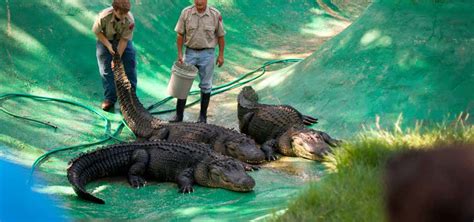 The Edisto Island Serpentarium, Edisto Island | Roadtrippers