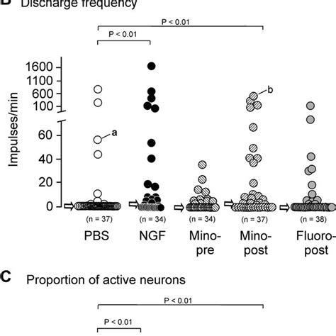 Resting Activity Of Dorsal Horn Neurons A Original Registrations From