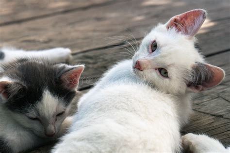 Cute White-black Kittens Sleeping Together on the Wooden Boards ...