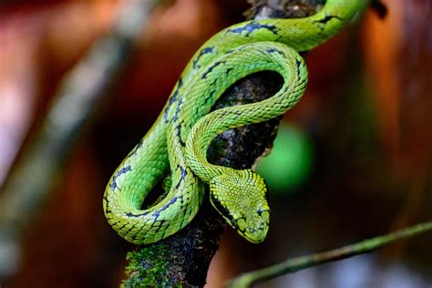 Green Pit Viper 2 Foto And Bild Tiere Wildlife Amphibien