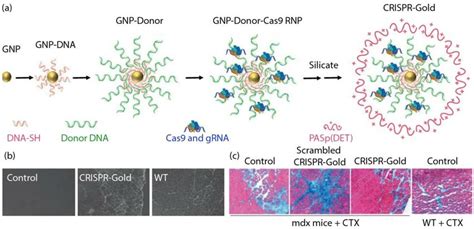 A Generation Of CRISPR Gold B CRISPR Gold Injected Muscle Of Mdx