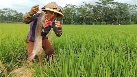 MENCARI IKAN DI SAWAH MEMBANGUN KEHIDUPAN EP 3 YouTube