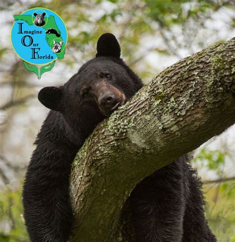 The Florida Black Bear (Ursus americanus floridanus) is a subspecies of the American black bear ...