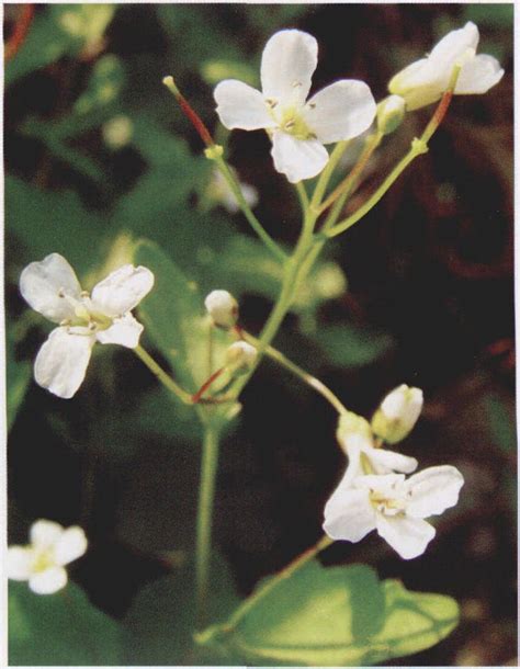 光头山碎米荠 秦巴野生植物 图片