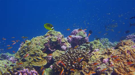 Some Coral Reefs Are Keeping Pace With Ocean Eurekalert