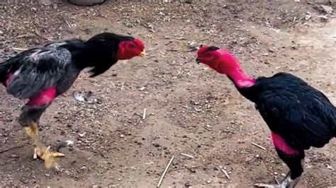 When Two Giant Roosters Meet At The Field Sethtrakh Youtube