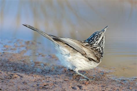 Australian Honeyeaters - Australia's Wonderful Birds