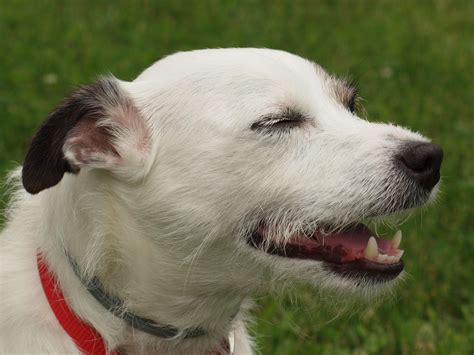 Happy Dog Free Stock Photo Public Domain Pictures