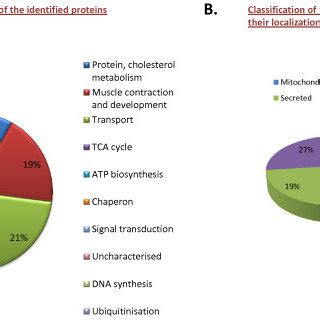 Classification Of Identified Proteins Based On Their Function And