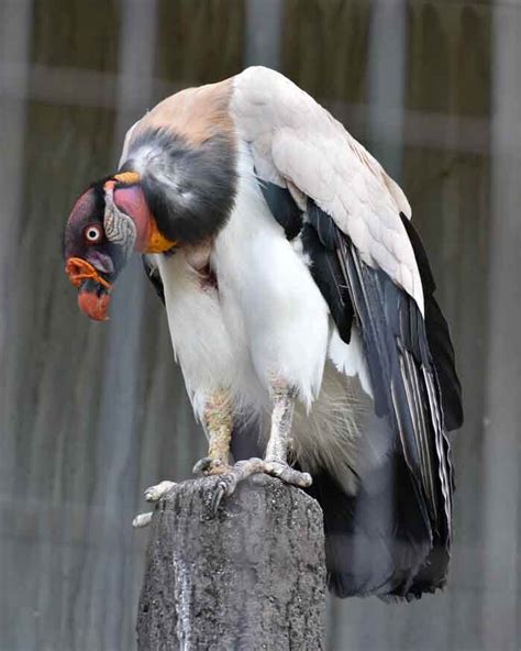 Types Of Birds Of Prey: Understanding The Hunters Of The Sky