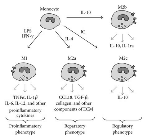 Simplified Scheme Of Macrophage Polarization Activation Of Monocytes Download Scientific