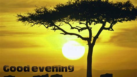 Evening Sun Wallpapers on WallpaperDog