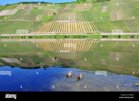 Deutschland Europa Tolle Lage Kr V Kr Ver Mosel Nacktarsch Wein