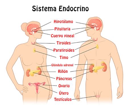 Resumen del Sistema Endocrino órganos características función