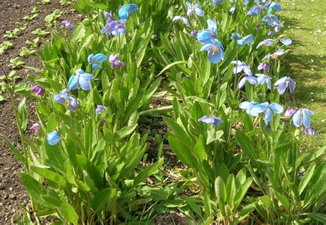 Meconopsis Plant Growing & Care Guide for Gardeners